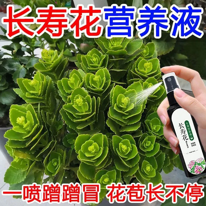 长寿花营养液黄叶急救爆盆爆花免稀释花箭挺拔色浓家庭阳台可用