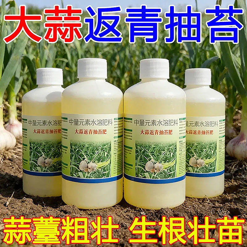 大蒜松口剂抽苔膨大生根壮苗