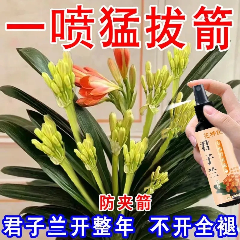 君子兰通用养花营养液急救黄叶专用肥发黄烂根促箭促开花免稀释