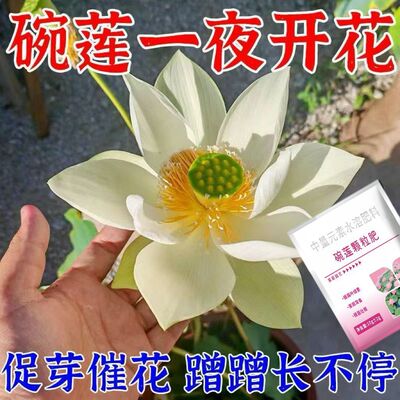 快速开花粉三角梅茶花茉莉盆栽通用型促花生根壮苗园艺家用爆花肥