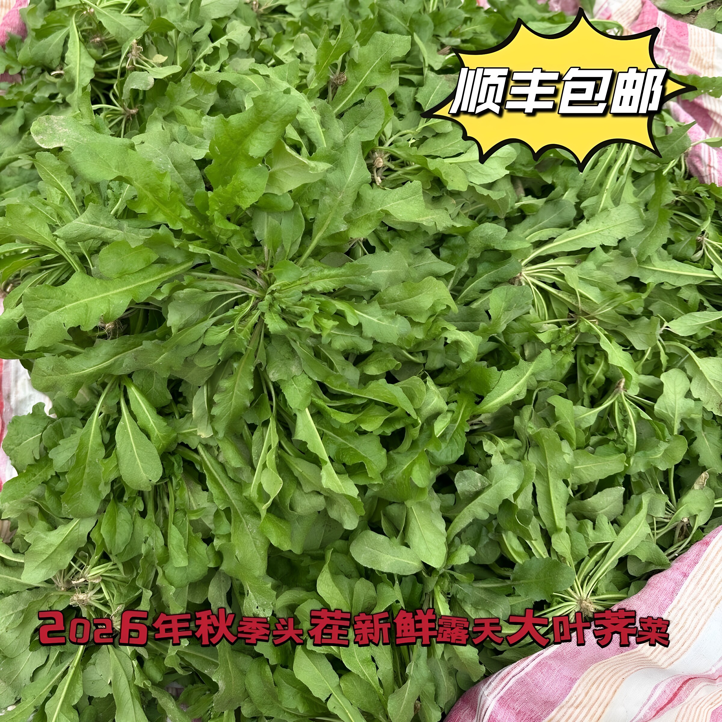 2026头茬新鲜农家大叶荠菜野菜地菜荠荠菜饺子春卷馄饨馅