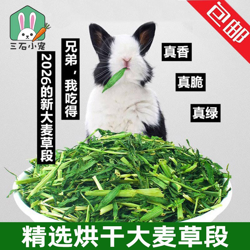 2026新大麦草段兔子龙猫豚鼠牧草增强体质调理肠胃粗纤维嫩绿250g