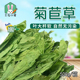 烘干菊苣草龙猫兔子豚鼠调理肠胃干草清热去火软便菊苣叶零食500g