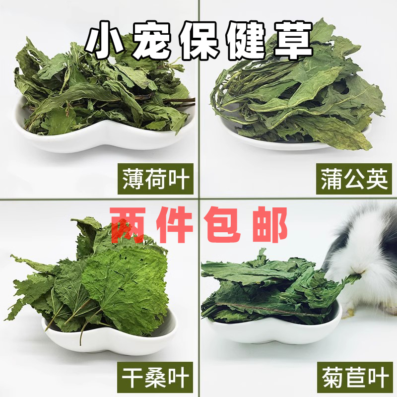 保健草清热去火蒲公英菊苣叶