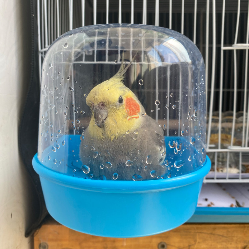 玄凤鹦鹉洗澡盆鸟洗澡器鹦鹉小鸟沐浴用品虎皮牡丹八哥洗澡盆神器