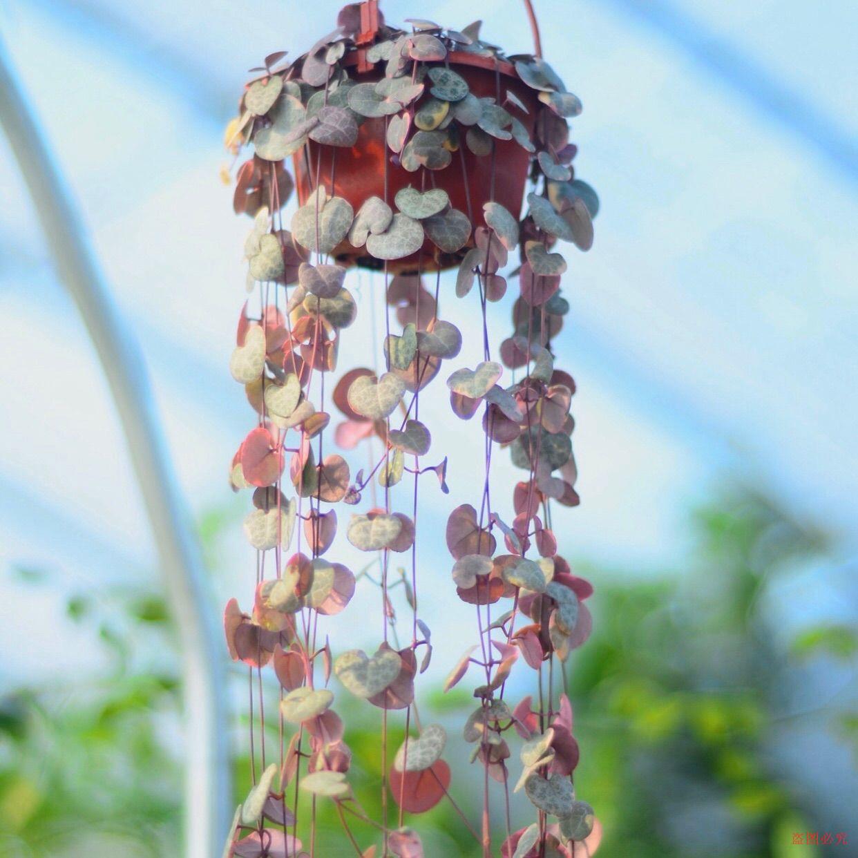爱之蔓锦吊兰多肉植物垂吊花卉盆栽心蔓吊金钱心心相印吊兰花盆景 聚便宜 爱之蔓锦吊兰多肉植物垂吊花卉盆栽心蔓吊金钱心心相印吊兰花盆景 聚便宜