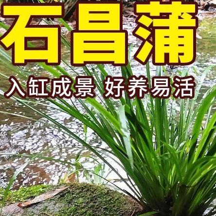 菖蒲水培水生盆栽植物花卉