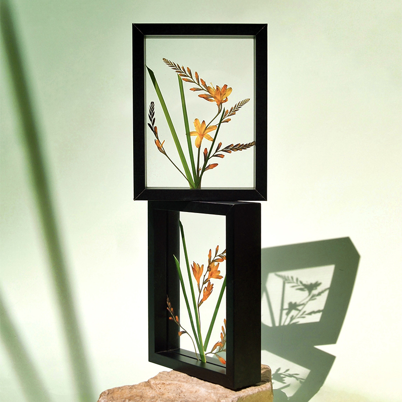火焰兰植物标本装饰画真花永生花创意生日礼物居家办公摆件送朋友图片
