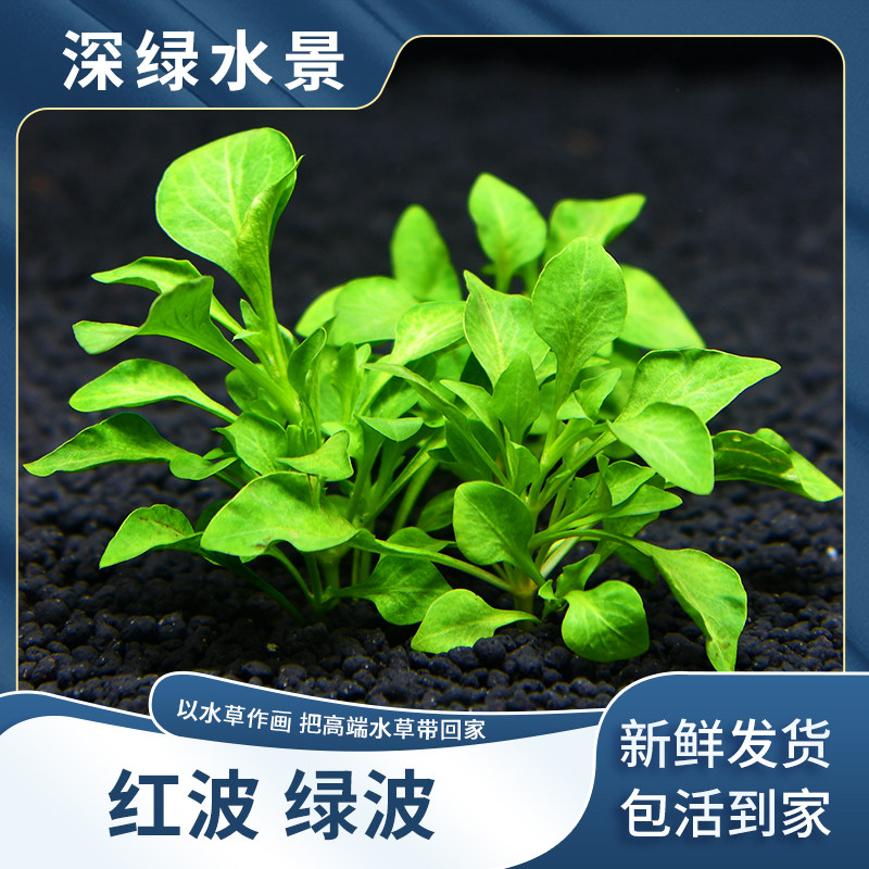 鱼缸前景水草新手造景懒人淡水阴性活体植物绿波迷你红波 无需co2