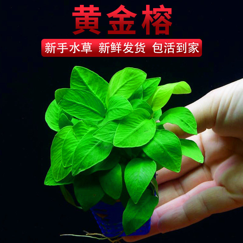 黄金榕水草水榕懒人淡水阴性底层增氧植物中后景装饰造景鱼缸水族