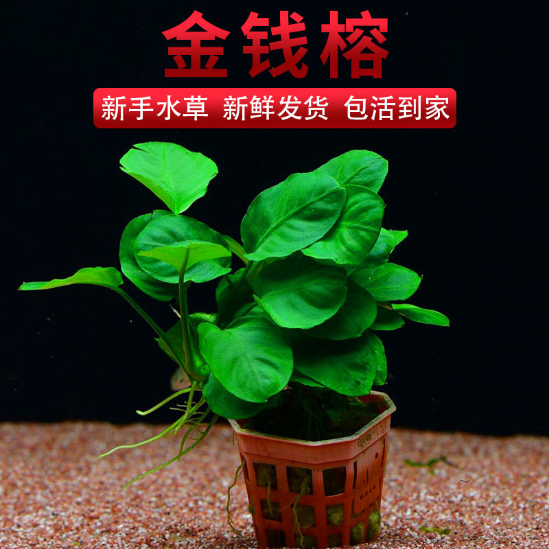 金钱榕水草水榕新手造景淡水活体增氧植物鱼缸水族箱前景中后景草