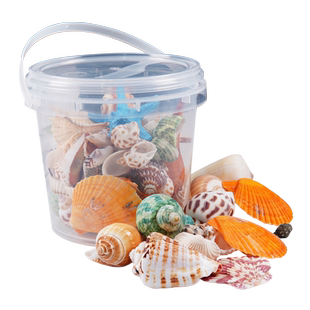 天然贝壳海螺海星密封罐桶装diy装饰摆件科教幼儿园礼物鱼缸造景