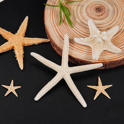 标本大海星心愿盒子天然海洋