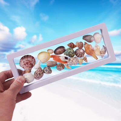 天然贝壳海螺海星悬浮盒