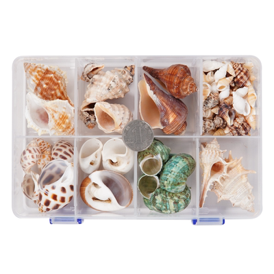 心愿盒子寄居蟹壳天然海螺壳