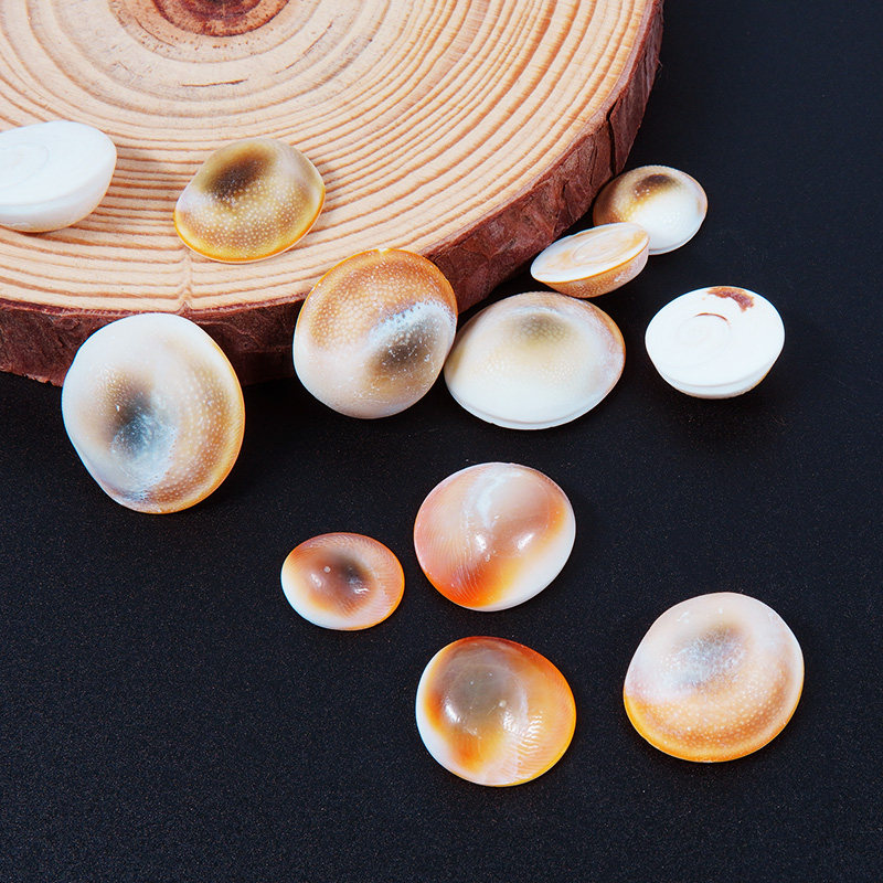 天然蝾螺口盖太阳贝摄影道具摆件装饰家居diy造景收藏纪念礼物