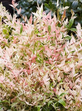 暮光之城南天竹Twilight彩叶四季常青冬季红色耐寒庭院植物