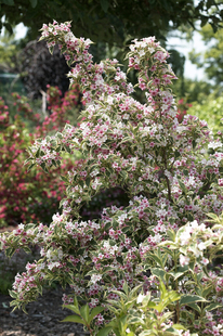 花叶锦带盆栽苗扦插苗 复色优雅 Nana Variegata庭院花园耐寒耐热