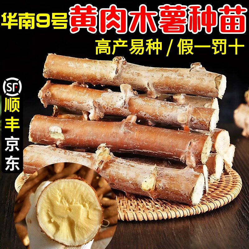 黄心木薯广西特产黄肉面包木薯种子苗华南9号可食用易种植高产
