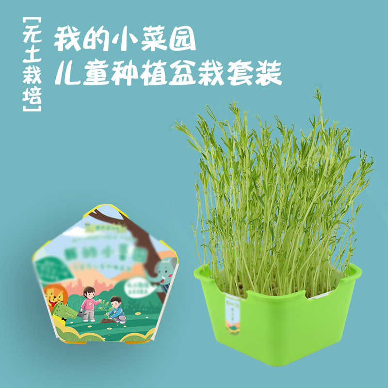 幼儿园中大班科学区植物角科学实验观察水培种植小葱蒜苗盆栽芽