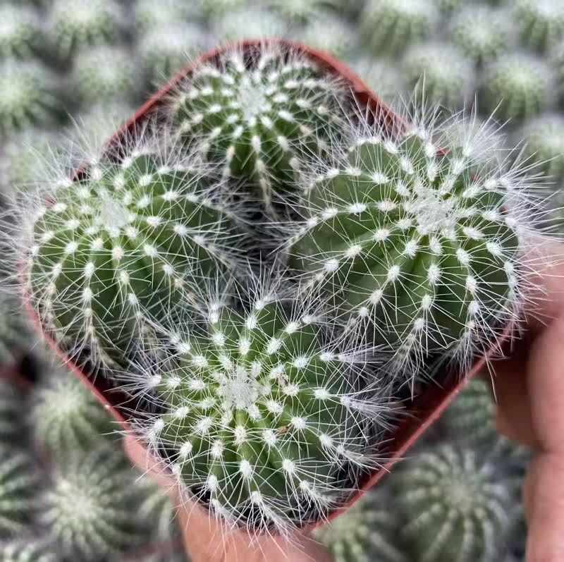 银光仙人球软刺白刺开花好养活仙人掌多肉办公桌面趣味小盆栽