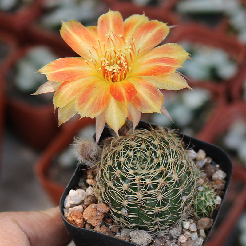 木三丽花属仙人球精养美花勤花仙人掌多肉办公桌面小盆栽防辐射