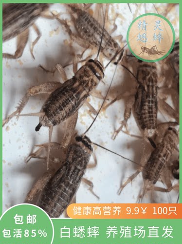 白蟋蟀活物蛐蛐针头油葫芦守宫爬宠食用活体饲料蝈蝈蜥蜴鱼鸟胡蜂