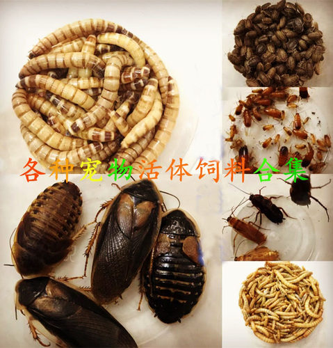 包邮饲料大麦虫 面包虫 樱桃 杜比亚蟑螂 宠物蛙饲料