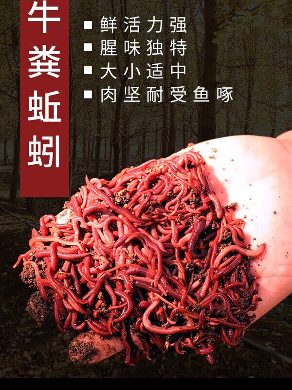 钓鱼活饵蚯蚓野钓鲜活小号大号特大号红虫1斤大红散装盒装黑坑饵