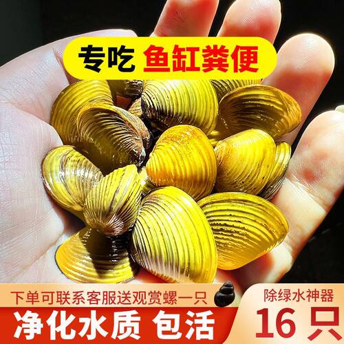 黄金小河蚌净水河蚬活体清理鱼缸净化水质淡水观赏螺专吃鱼屎粪便