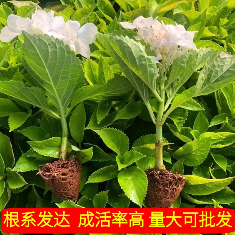 绣球花苗颗小苗四季开花不断不带