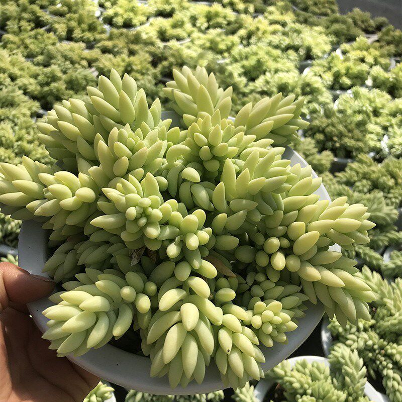 垂吊多肉植物象牙玉缀基地清货特价包邮带盆发货冬天耐寒群生老桩