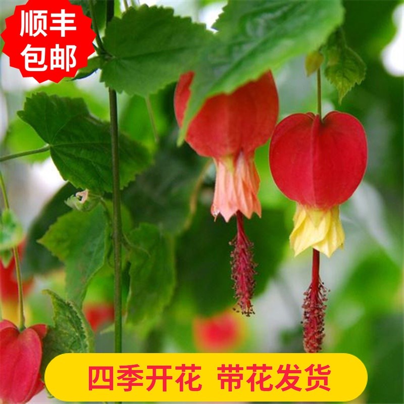 藤本植物灯笼花盆栽蔓性风铃花四季开花爬藤室外庭院好养易活花卉