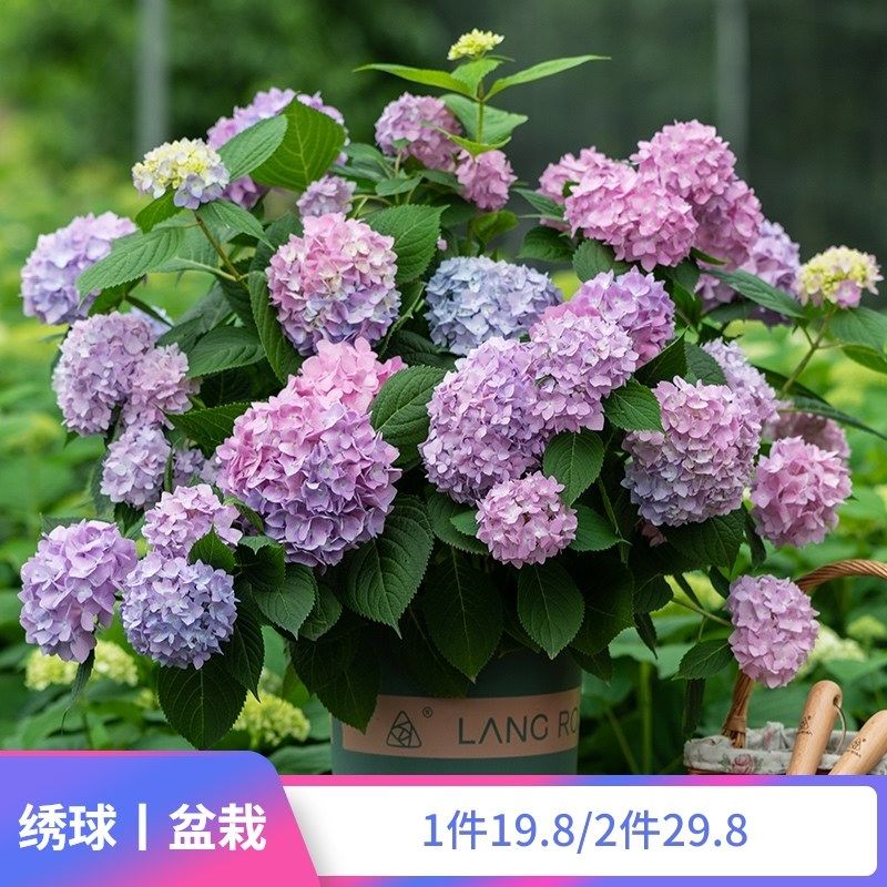 绣球小苗花苗大花万华镜辉夜姬三河千鸟室外阳台庭院花卉盆栽