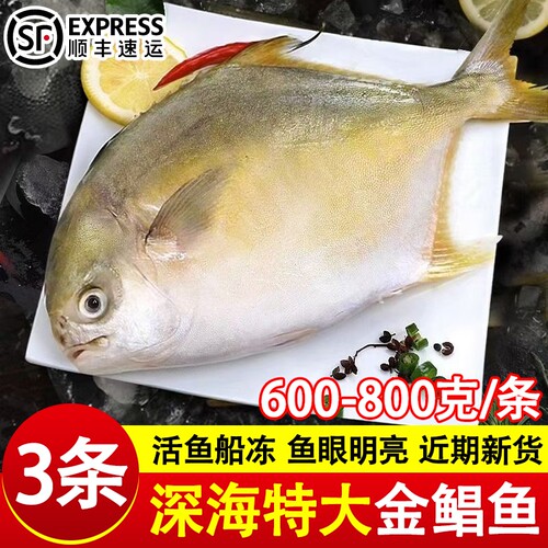 新货金鲳鱼新鲜镜鱼海鱼鲳鱼金昌鱼鱼类海鲜水产鲜活冷冻顺丰包邮