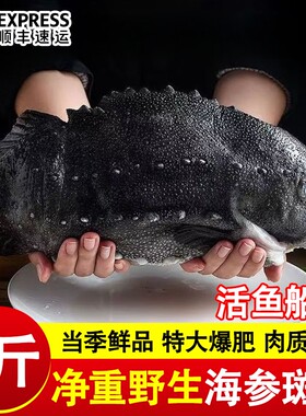 海参斑鱼冰岛去脏海参斑无冰海鱼野生海鲜食材饭店商用批发顺丰
