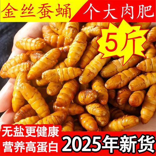 新鲜金丝蚕蛹鲜活冷冻农家桑蚕蛹特大山东特产黄蛹一整箱批发包邮