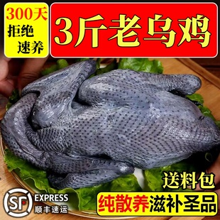 乌鸡新鲜现杀两只农家散养乌骨鸡白羽乌鸡净散养土山鸡白毛乌骨鸡