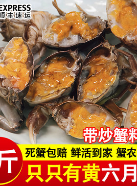 六月黄盘锦河蟹小闸蟹稻田蟹小螃蟹公母蟹鲜活大闸蟹活蟹商用批发