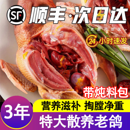 散养土鸽9-8两净重特大现杀农家乳鸽子老鸽孕妇煲汤新鲜冷冻烧烤