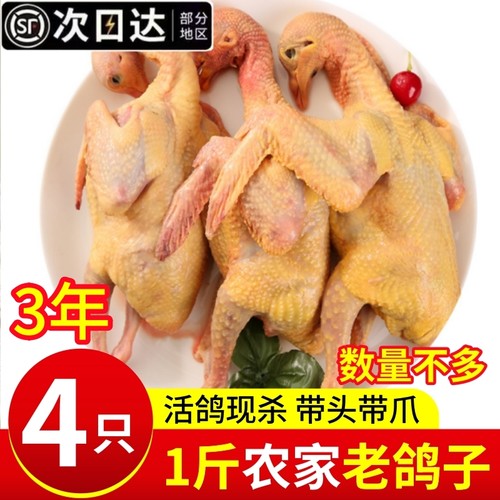 顺丰新鲜现杀乳鸽生鲜农家散养
