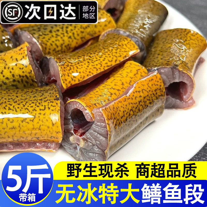 新鲜黄鳝段鲜活现杀去头内脏冷冻土鳝鱼段黄鳝肉半成品商用批发