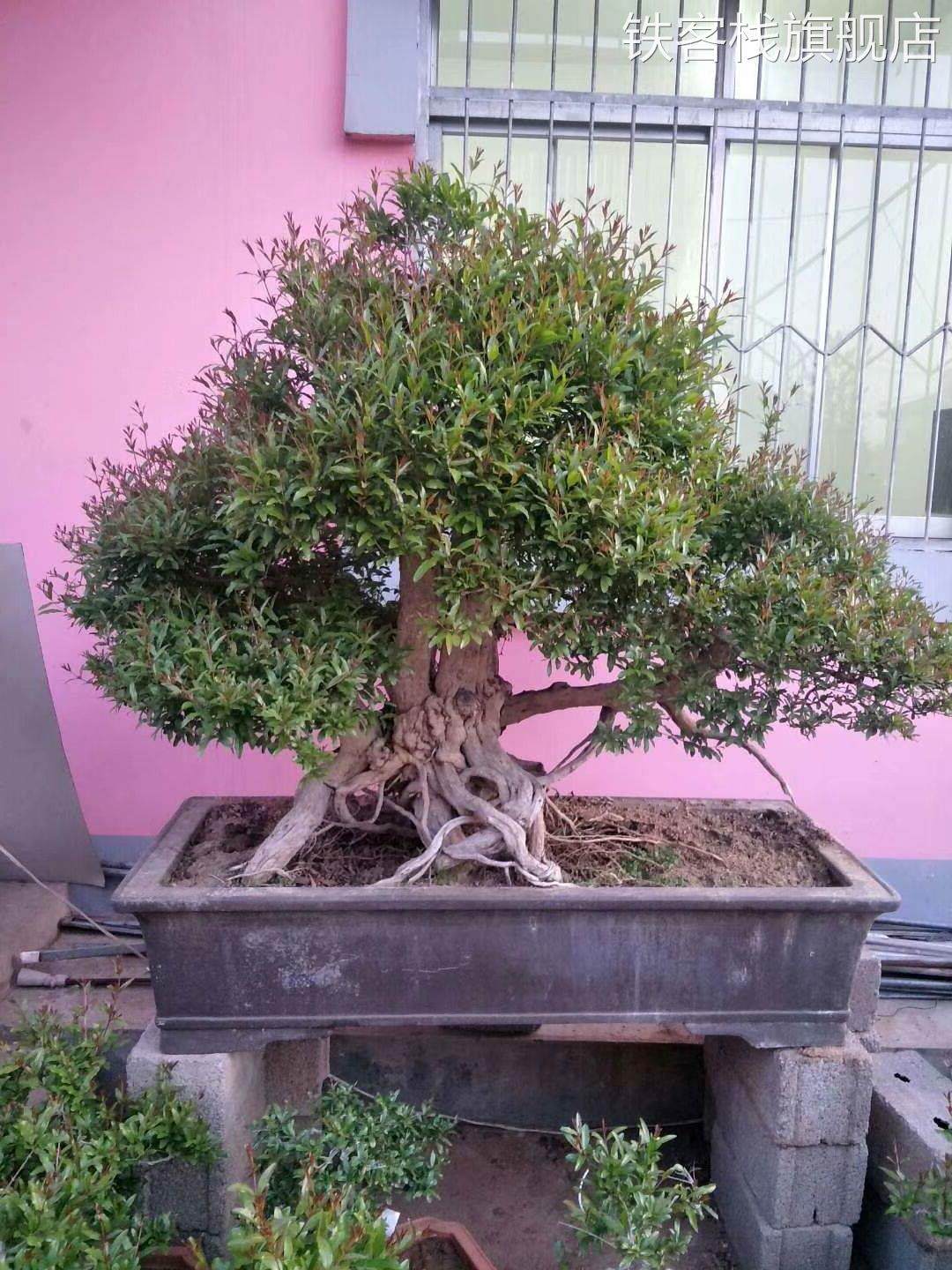 紫玉石榴盆景提根石矮榴盆景石栽榴型石榴盆树小老微桩桩霸盆造景