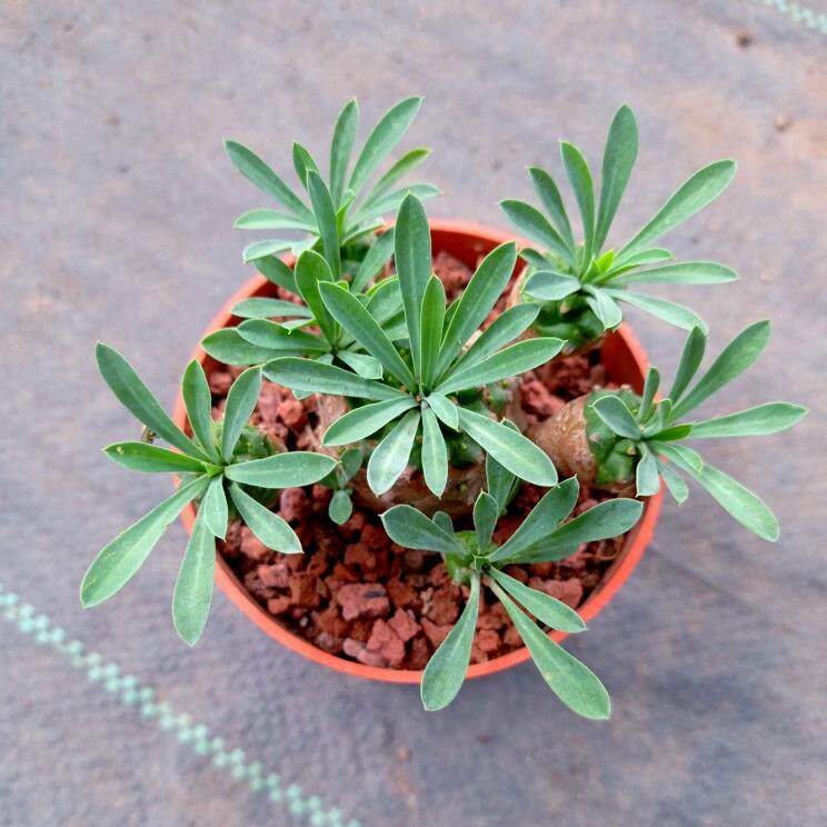 精品块根植物峨眉山铁甲麒麟网红仙人掌办公室内桌面小盆栽好养活