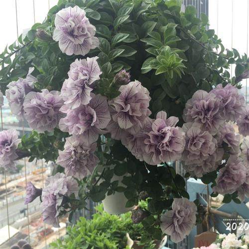 重瓣矮牵牛盆栽带花垂吊花卉盆栽多品种冰淡紫矮牵牛四季开花包邮