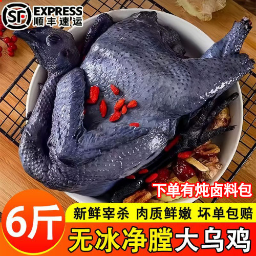 正宗乌骨鸡炖汤顺丰包邮