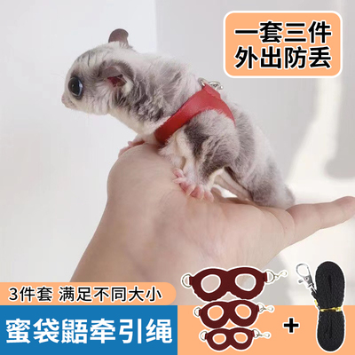 蜜袋鼯专用牵引绳外出衣服