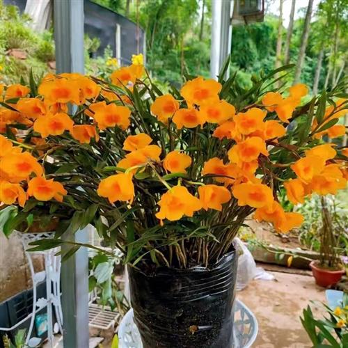 (带新芽)叠鞘石斛丛苗黄橙石斛木桩栽好裸根苗石斛兰夹江石斛苗