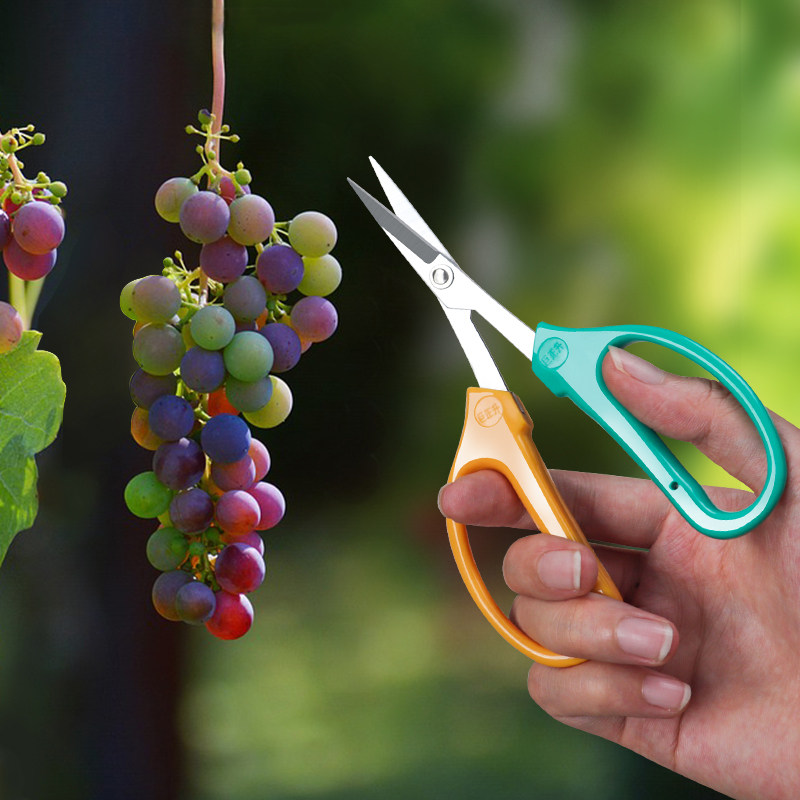 翘头葡萄剪刀疏果稀果剪花椒便携采果剪枇杷橘子采摘修枝园艺剪刀