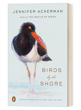 英文原版 Birds By the Shore 岸边的鸟类 观察大西洋海岸的自然生活 自然科普 Jennifer Ackerman 英文版 进口英语原版书籍